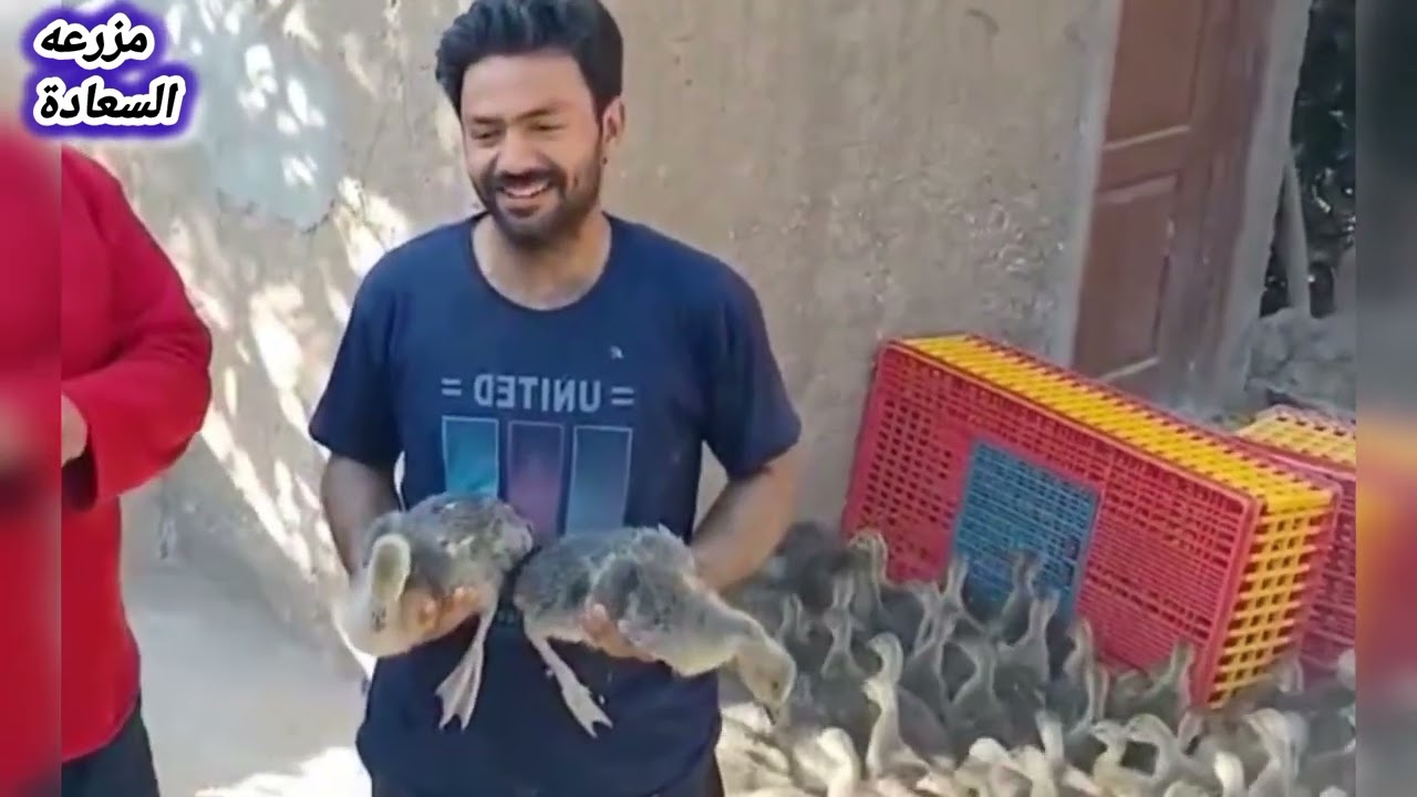 الوز الألماني من داخل اكبر مزرعة عمر الوز 21 يوم
