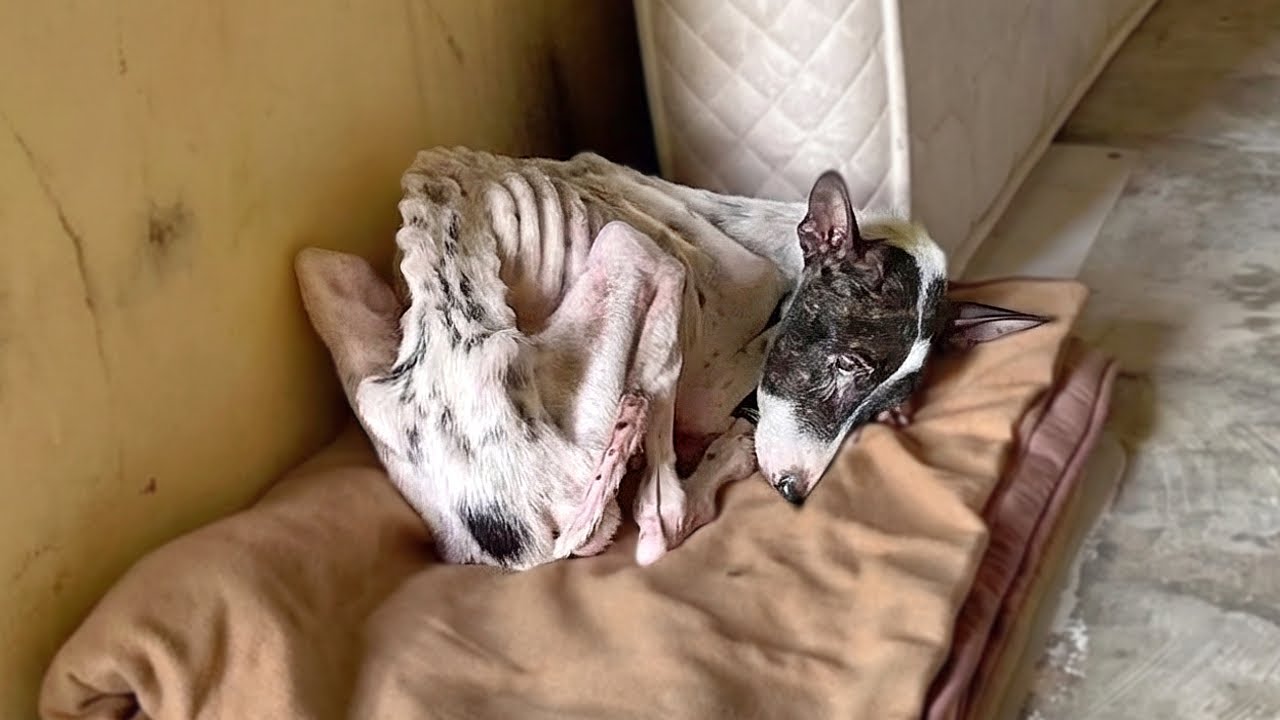 Losing Her Family, She Was Forgotten— No Food, No Love, Just Empty Eyes & a Fading Body