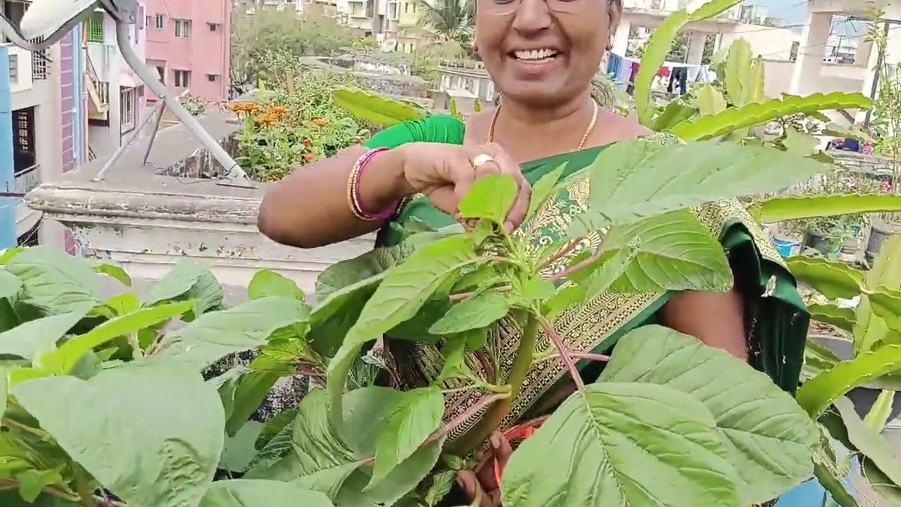 మేదే తోటలో వచ్చిన తోటకూర //see the full video 🌿☘️