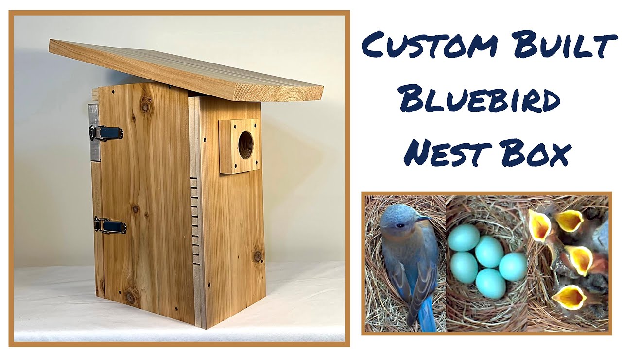 Custom Designed Birds Walking Down Bluebird Nest Box Review
