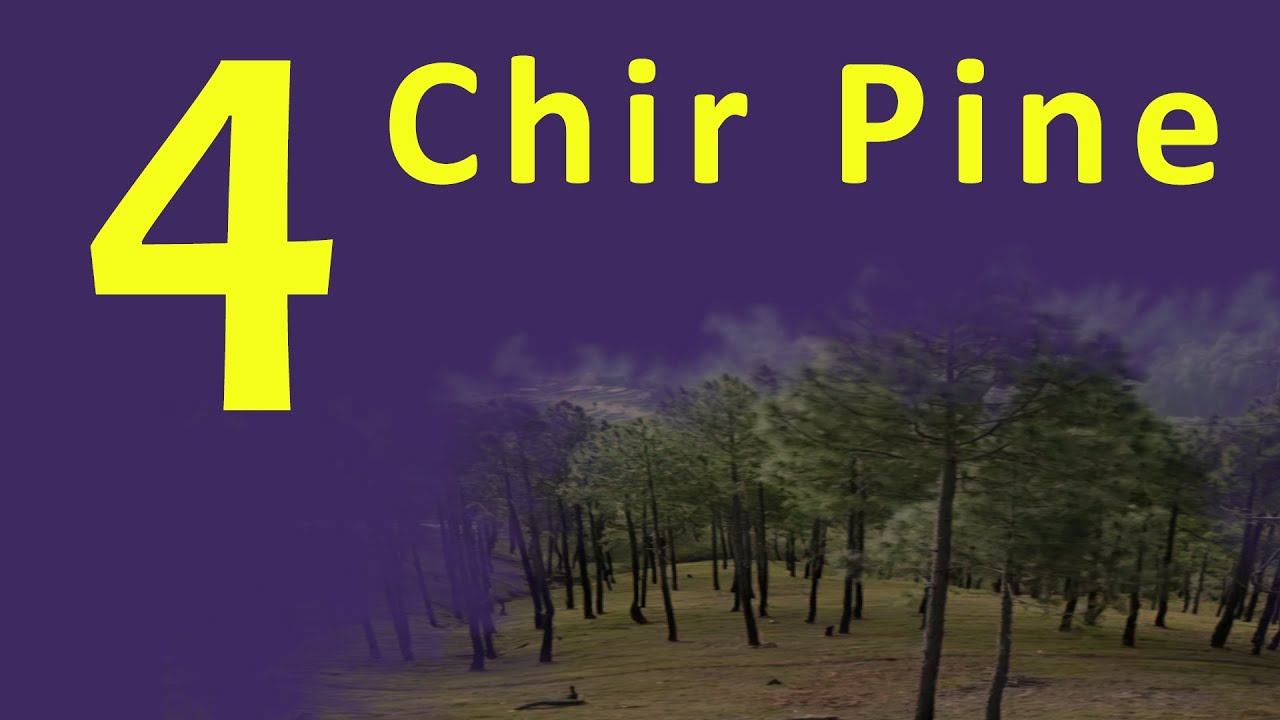 Chir Pine | Pine Tree | Pinus roxburghii