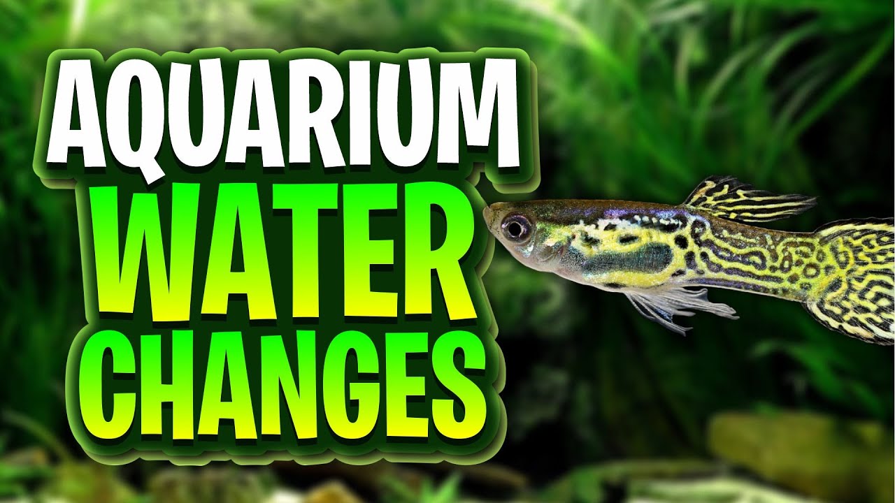 Aquarium Water Changes: Myths, Mistakes, And What Actually Matters!