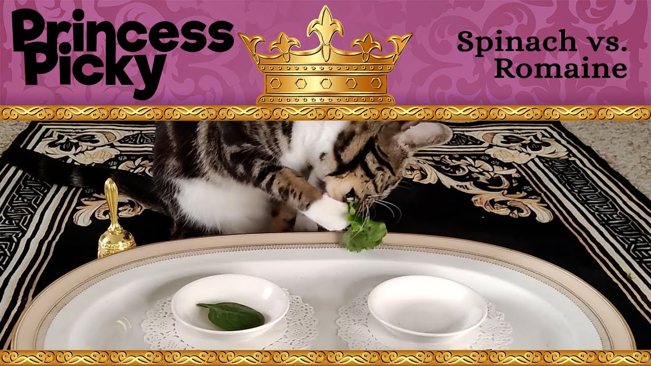 Spinach vs. Romaine 🥬 Which Do Cats Like Better?