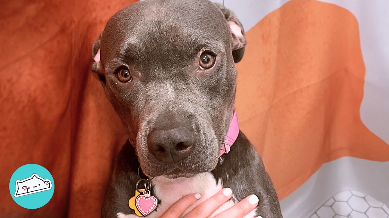 Woman Was Looking For A Pittie But Found A True Soulmate | Cuddle Buddies