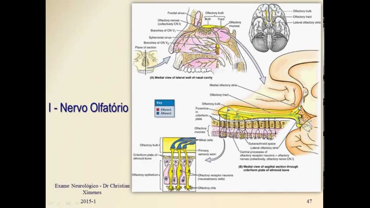 Olfatório - Nervos Cranianos - Semiologia Neurológica