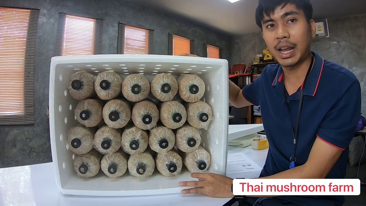 การเลี้ยงเห็ดตระกูลนางฟ้า/นางรมและเห็ดที่ชอบอากาศเย็นชื้น