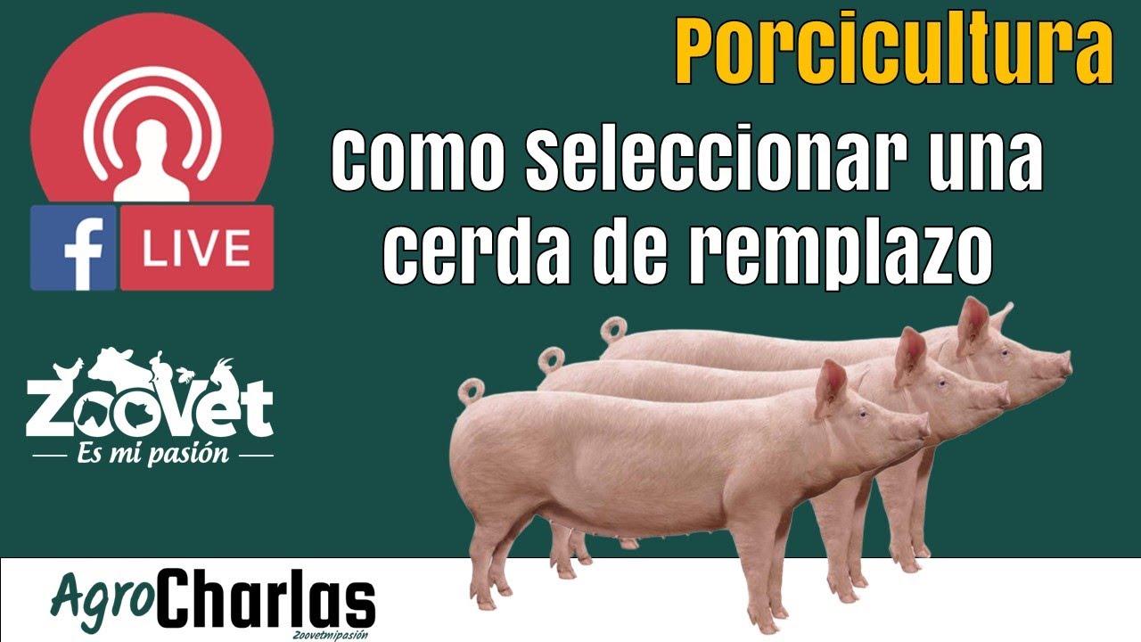 Como Seleccionar una cerda de remplazo