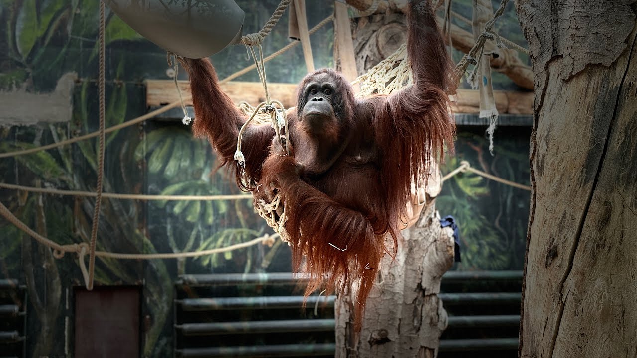 Zoo Dvůr Králové nad Labem
