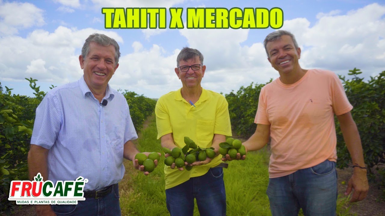 TAHITI x Flyng Dragon - Colheita Ano Todo e Mercado
