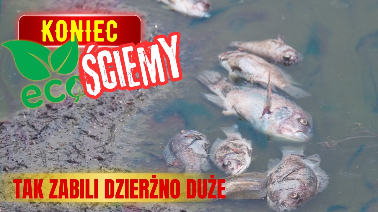 Ekościema zabiła Dzierżno Duże. Będą kolejne katastrofy. Ujawniamy