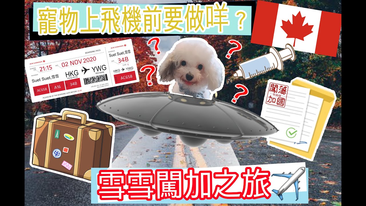 寵物也移民🇨🇦｜雪雪闖加之旅｜準備出發到入境手續全攻略｜自己寵物自己搞不求人 #加拿大🇨🇦 #寵物 #移民