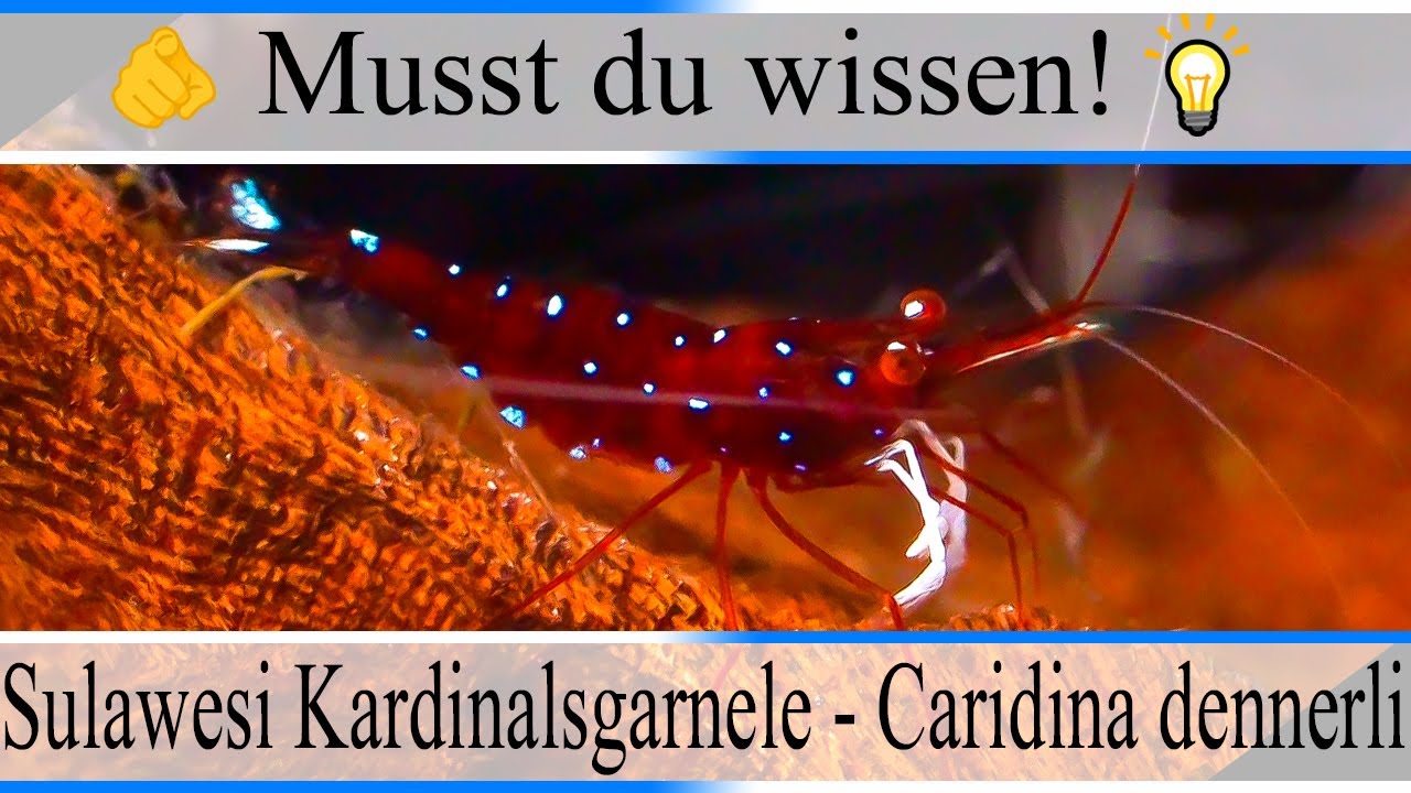 Haltungsbedingungen und Infos zu Sulawesi Kardinalsgarnele - Caridina dennerli | #Aquarium