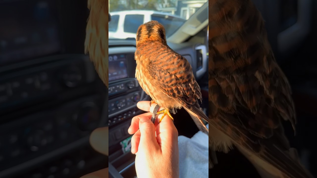 Another viral falconry video! Golden hour starling slips with Churro the American Kestrel💛