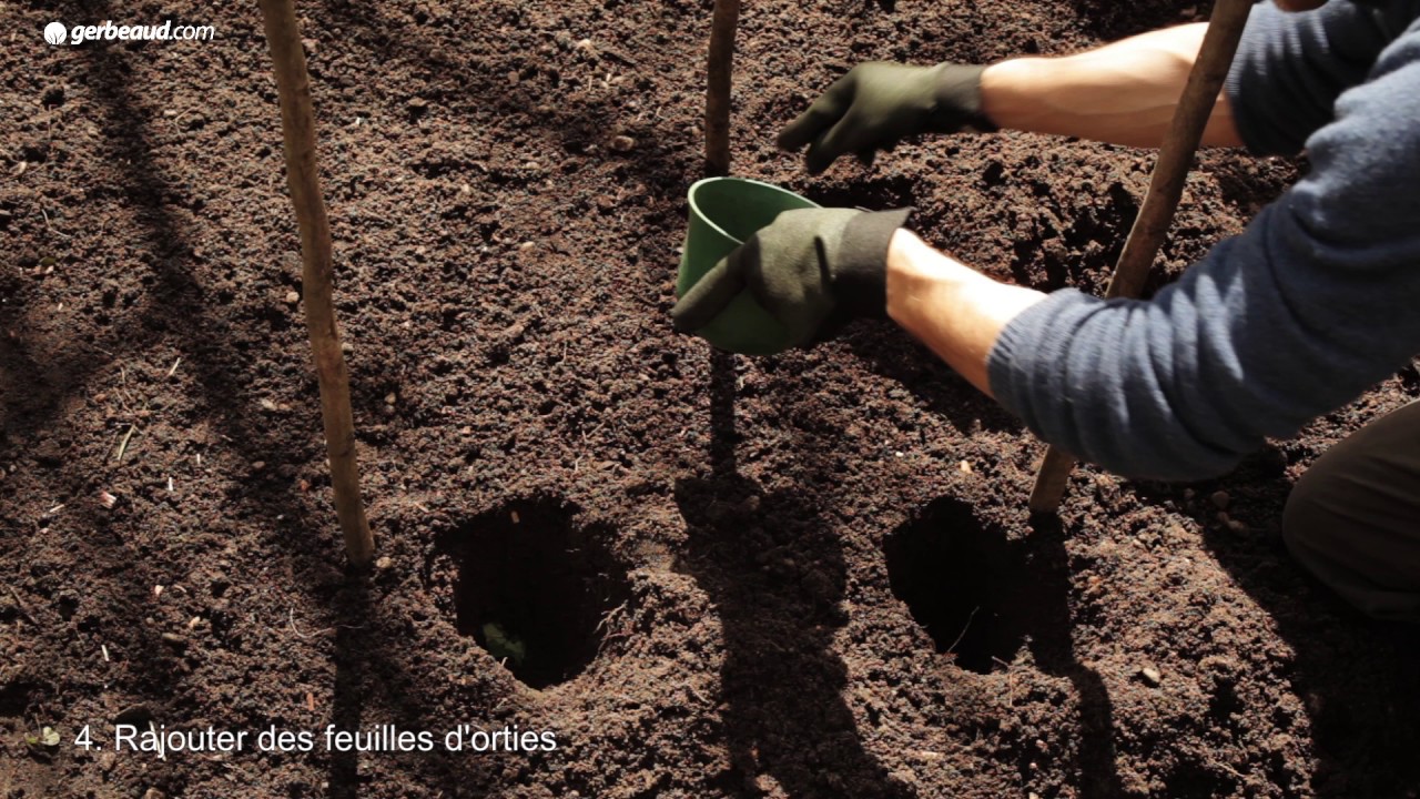 Planter la tomate
