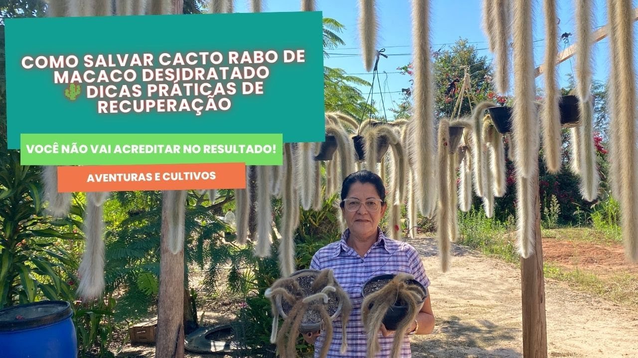 Como Salvar Cacto Rabo de Macaco Desidratado 🌵 | Dicas Práticas de Recuperação