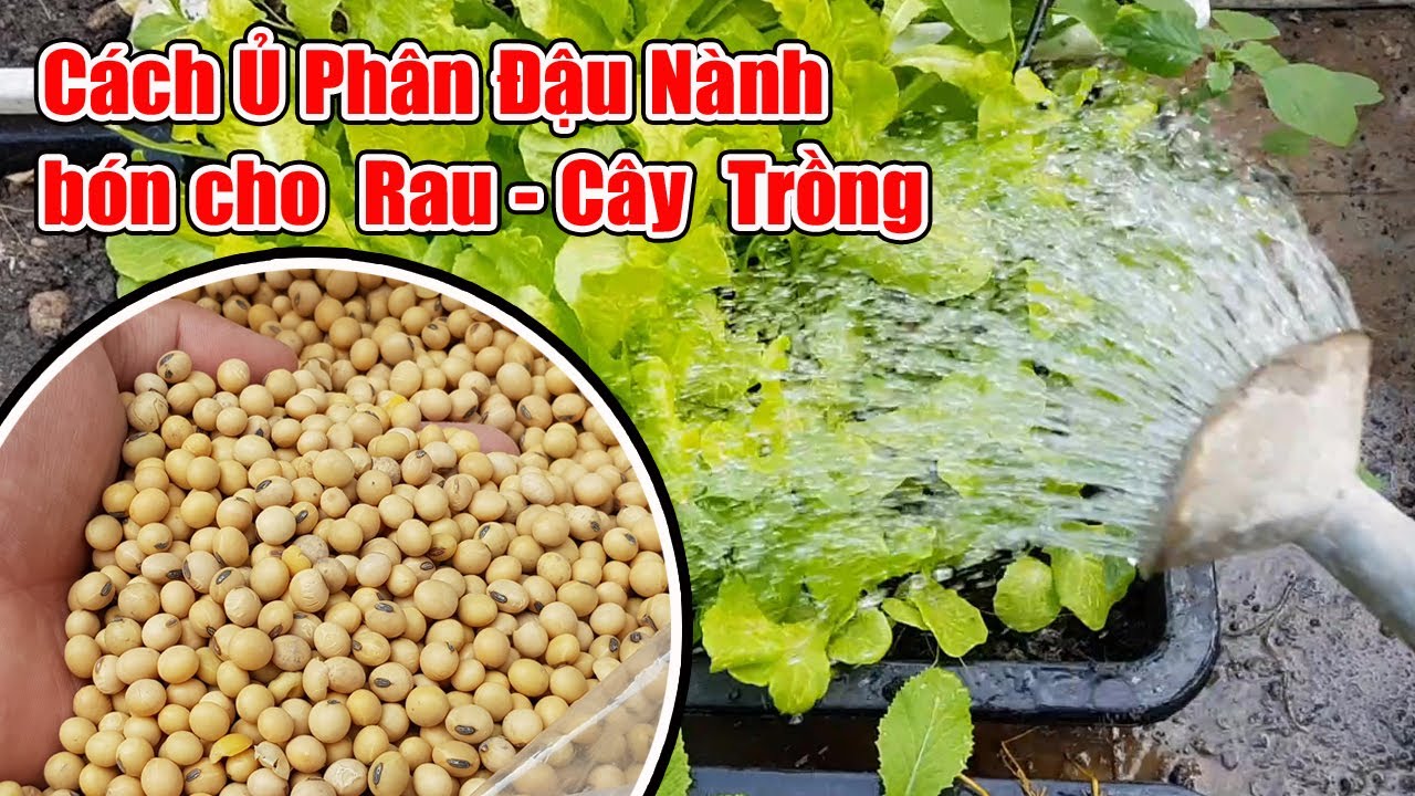 Cách ủ phân đậu nành bón cho cây.