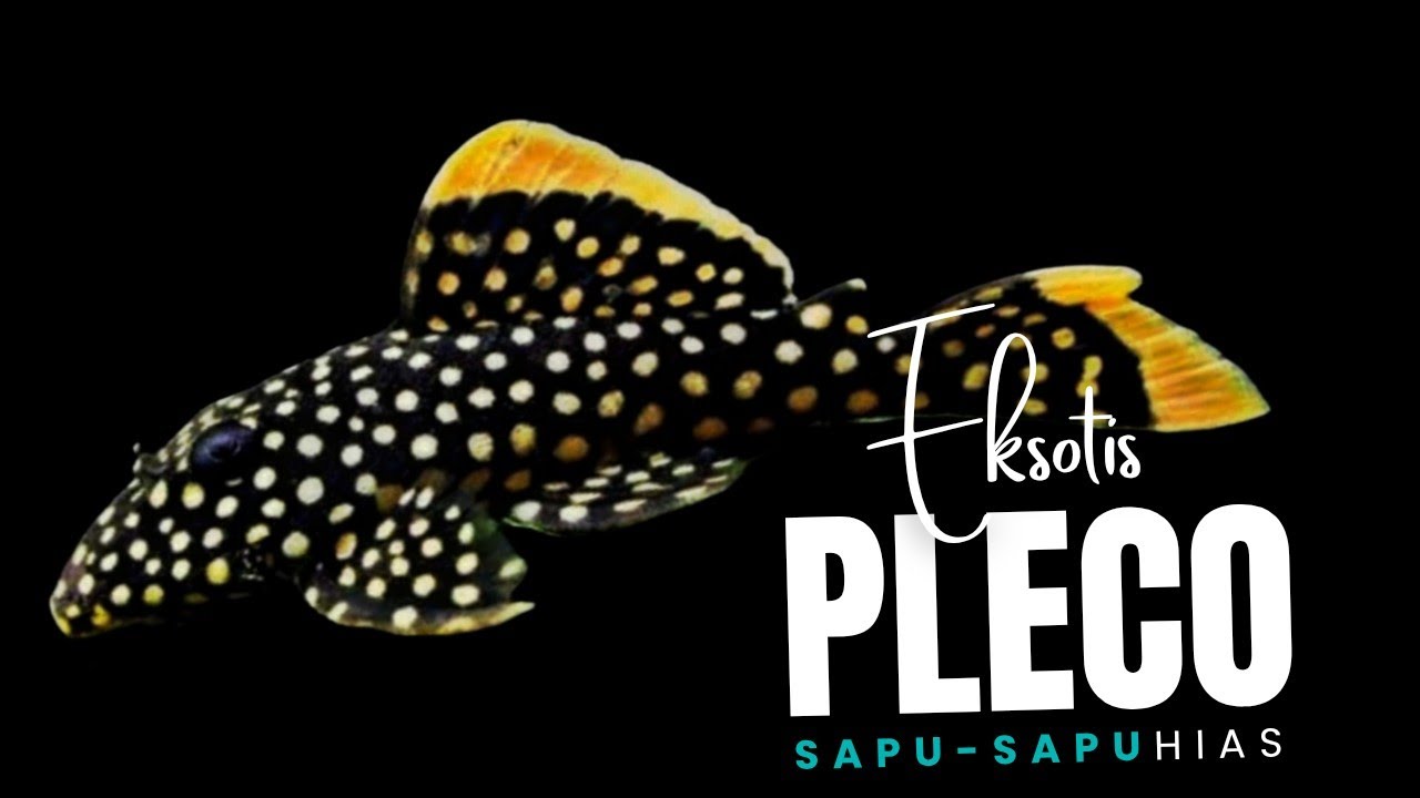 NAH KAN ADA STOK BARU LAGI !!! CARI PLECO LANGSUNG AJA MERAPAT KESINI || PASAR IKAN HIAS JATINEGARA