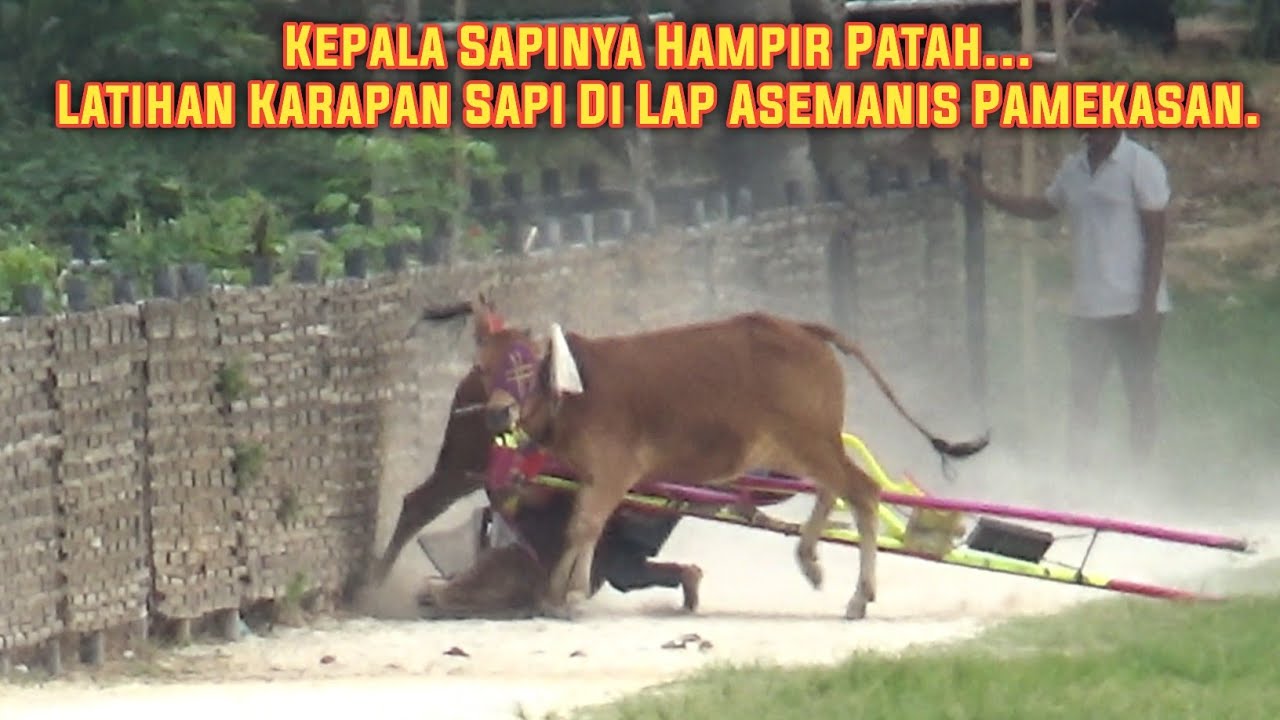 Kepala Sapinya Hampir Patah... Latihan Karapan Sapi Di Lap Asemanis Pamekasan. 