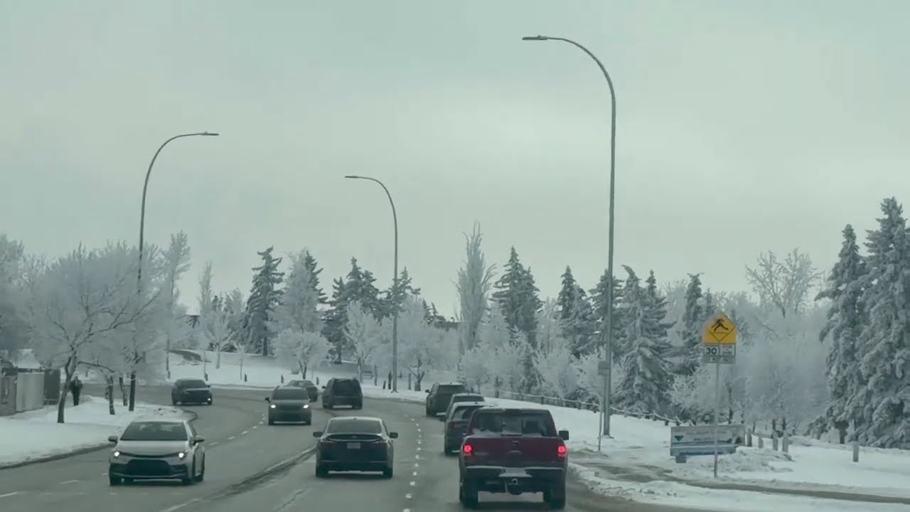 Snow ❄️ Trees 🌲.