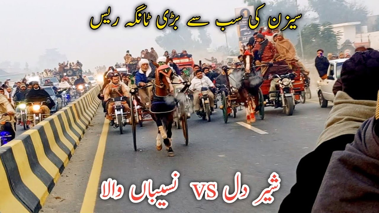 Tanga Race || Nasebawala Vs Sher Dil Horse Race|| Apna Shoq