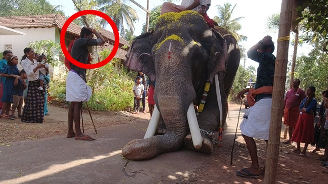 പാപ്പാൻ പോലും തലയിൽ കൈവച്ചുപോയി ....... pambadi rajan