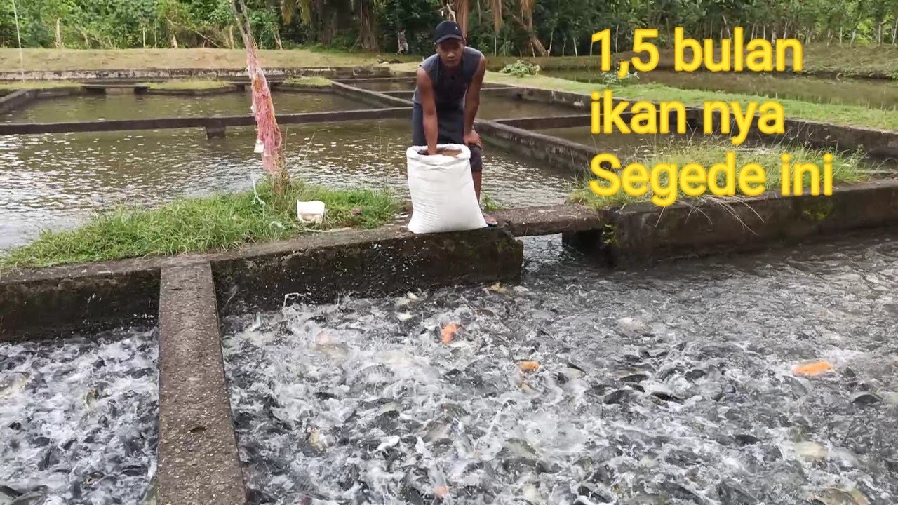 BUDIDAYA IKAN NILA KOLAM AIR DERAS | BUDIDAYA IKAN NILA
