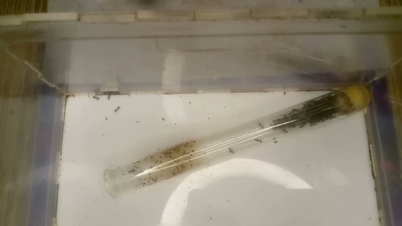 Переселення messor barbarus в формікарій