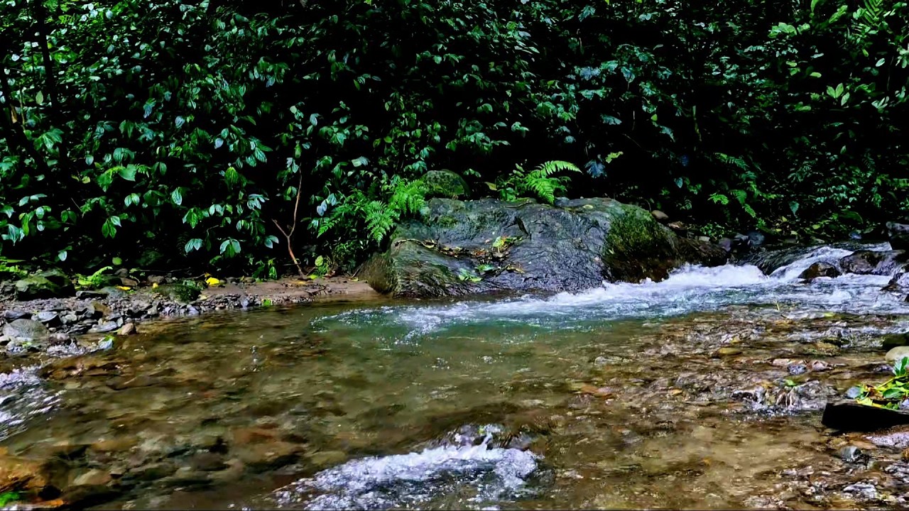 River Stream & Birds — Relaxing Nature Soundscape for Anxiety Relief
