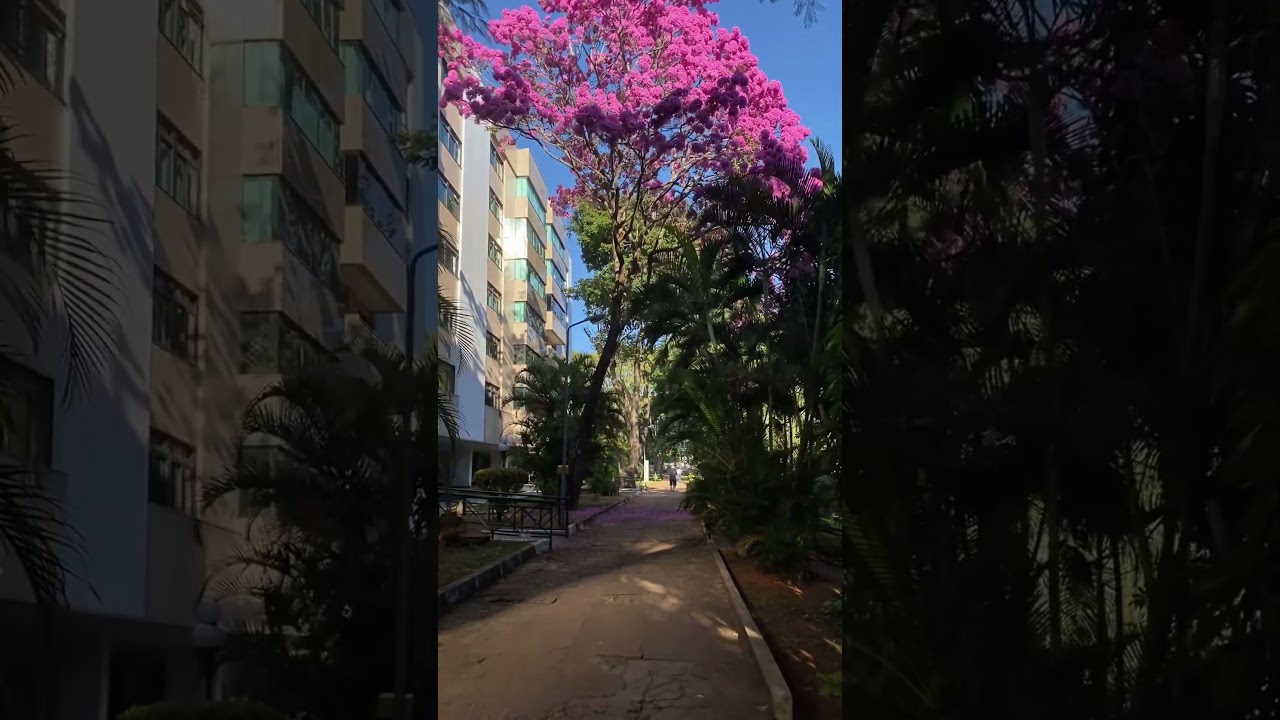 Asa norte- Brasília- DF 
