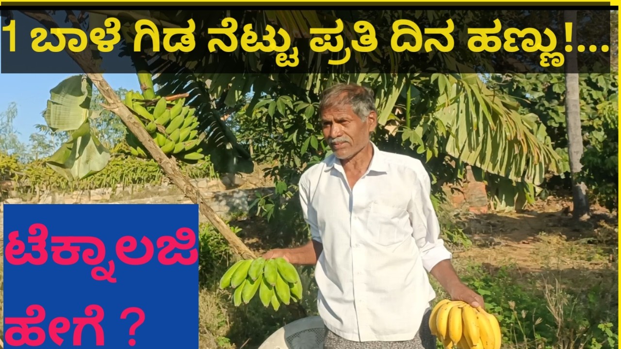 1 ಬಾಳೆ ಗಿಡ ನೆಟ್ಟು ಪ್ರತಿ ದಿನ ಹಣ್ಣು ! ...