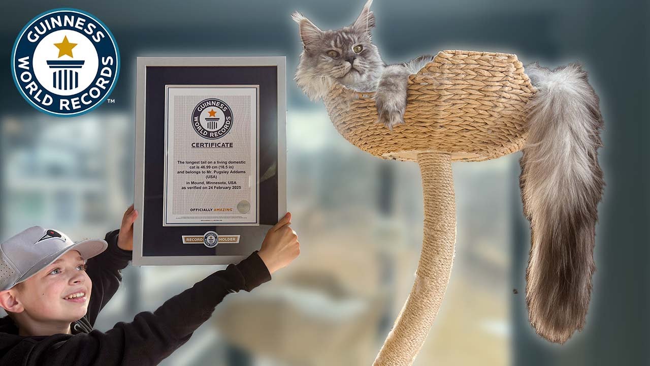 Cat with the LONGEST TAIL! | Guinness World Records