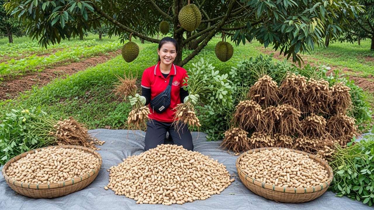 Harvesting a Whole Peanut Garden to Sell at the Market | Peaceful Farm Life Cooking and Gardening