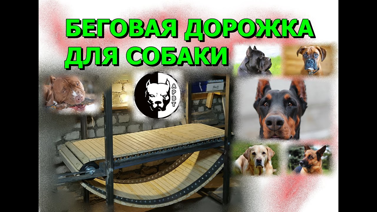 Беговая дорожка для собаки//#беговаядорожкадлясобаки#apbt#апбт#питбуль#пит #питультерьер