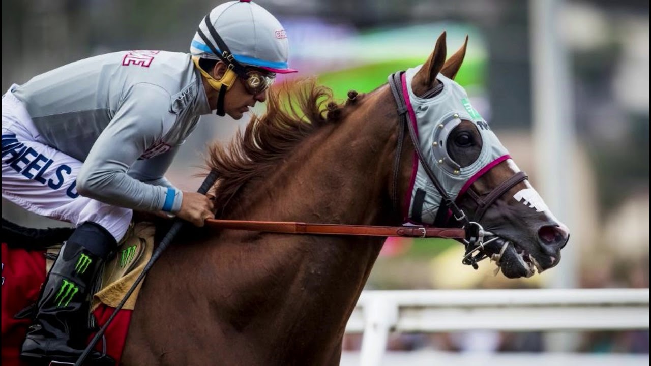California Chrome, Always on My Mind