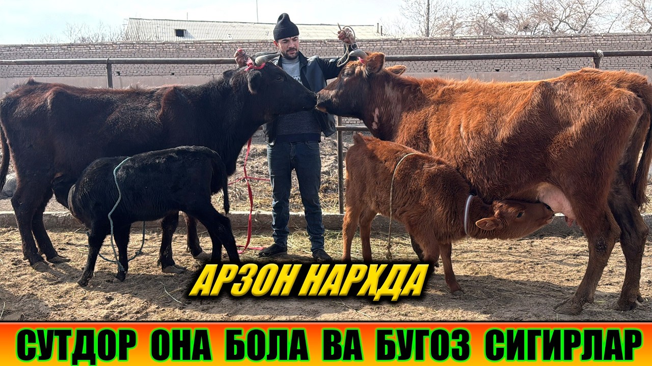 СУТДОР ОНА БОЛА ВА БУГОЗ СИГИРЛАР АРЗОН НАРХДА ИСЛОМБЕК 02-03-2026