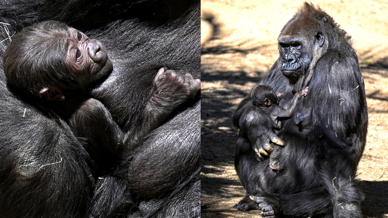 В зоопарке Лос-Анджелеса родился новый детёныш гориллы!