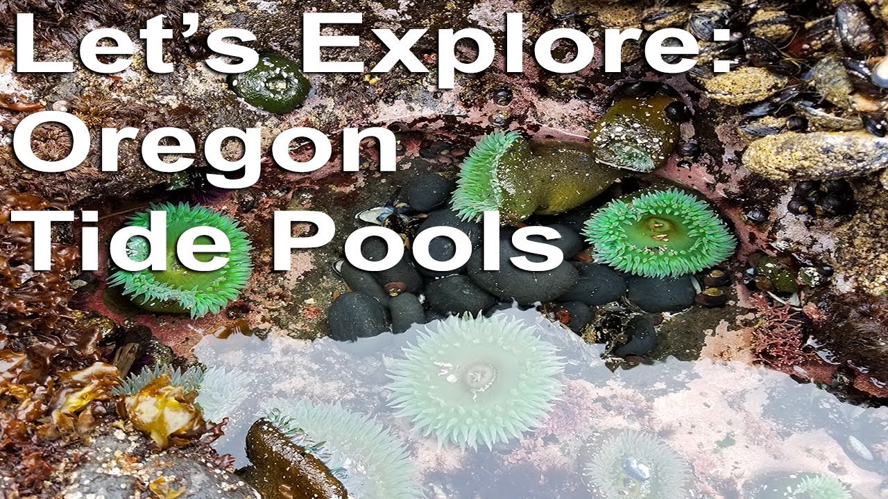 Let's Explore: Oregon Tide Pools