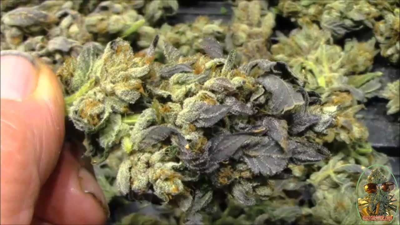 DEATH BUBBA BUD SHOTS   REALLY!