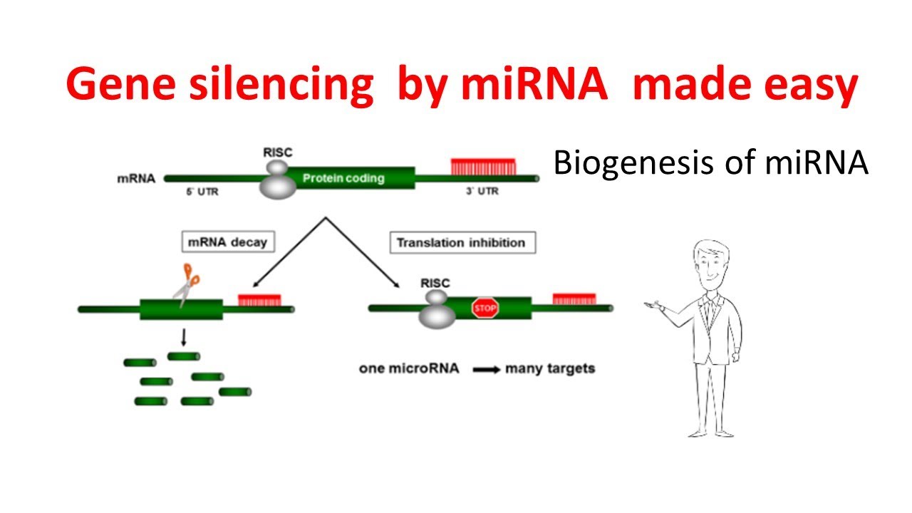 Gene silencing by microRNAs | miRNA biogenesis | miRNA mechanism | Gene silencing by miRNAs