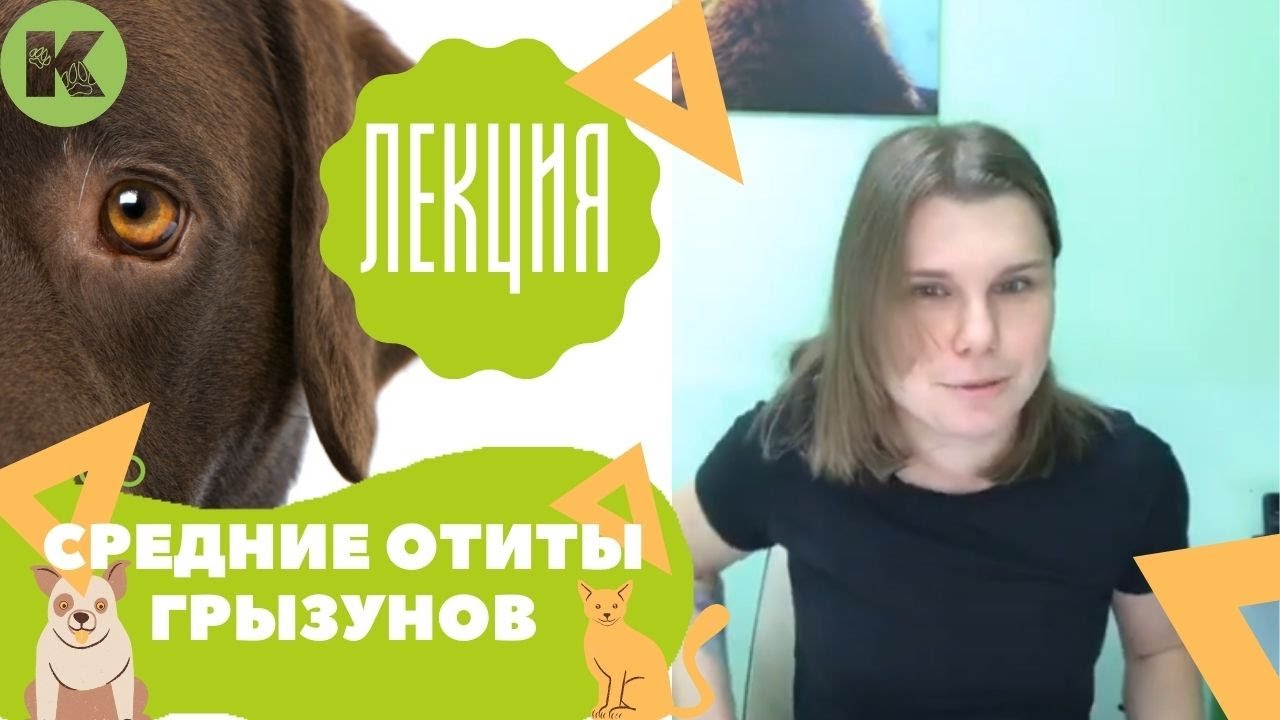 Средние отиты у грызунов, профилактика отитов у мышей и крыс