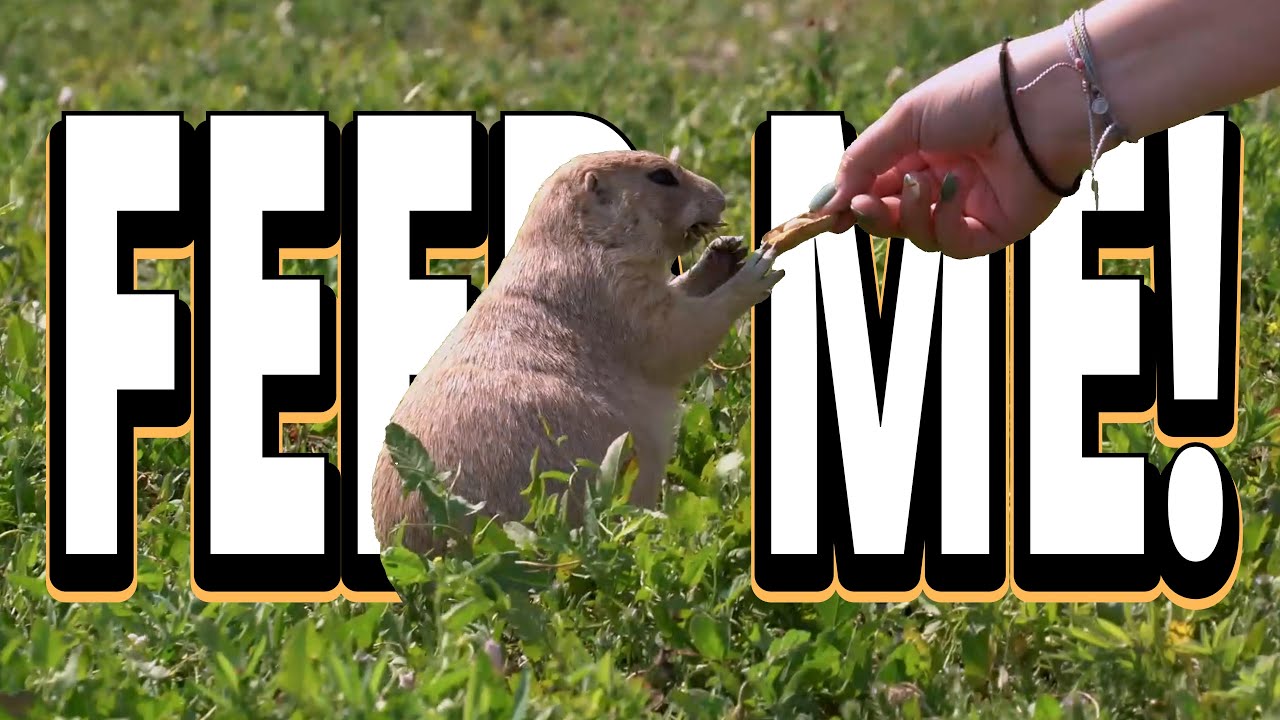 Feeding prairie dogs in South Dakota!