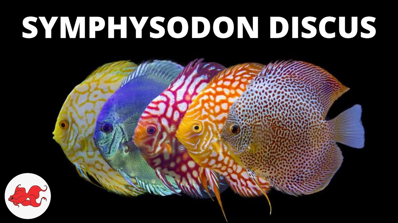 Discus - Symphysodon discus ✔