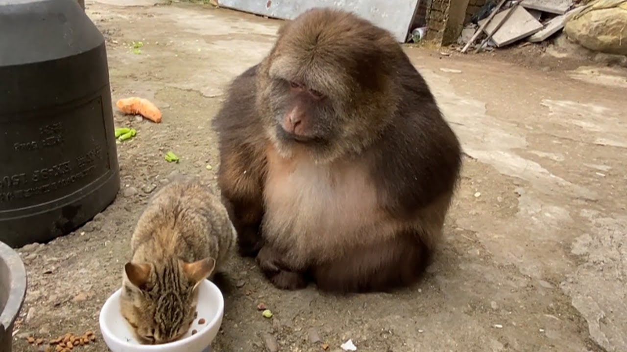 Обезьяна чувствительна и расстроена  наблюдая  как кошка ест пищу  Monkeys Are So Sensible That It