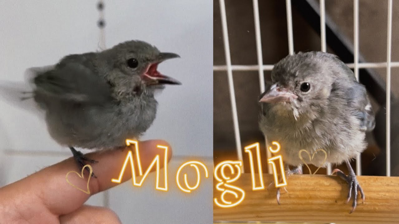 RESGATEI UM FILHOTE DE SANHAÇO!! | Mogli