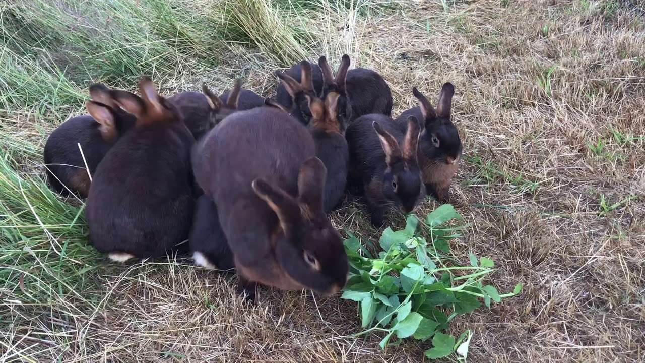 Waggeś Lohkaninchen Braun