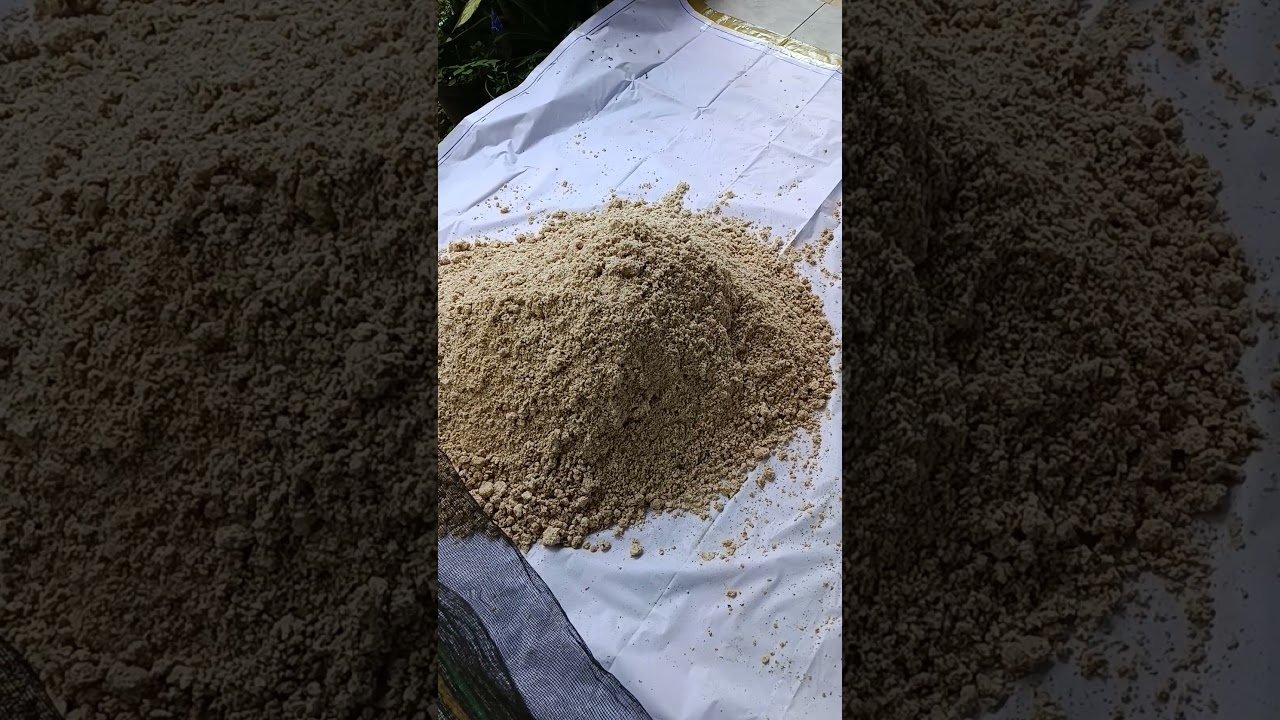 Perdana mencoba membuat pakan entok fermentasi dari ampas tahu dan dedek atau bekatul kita tunggu