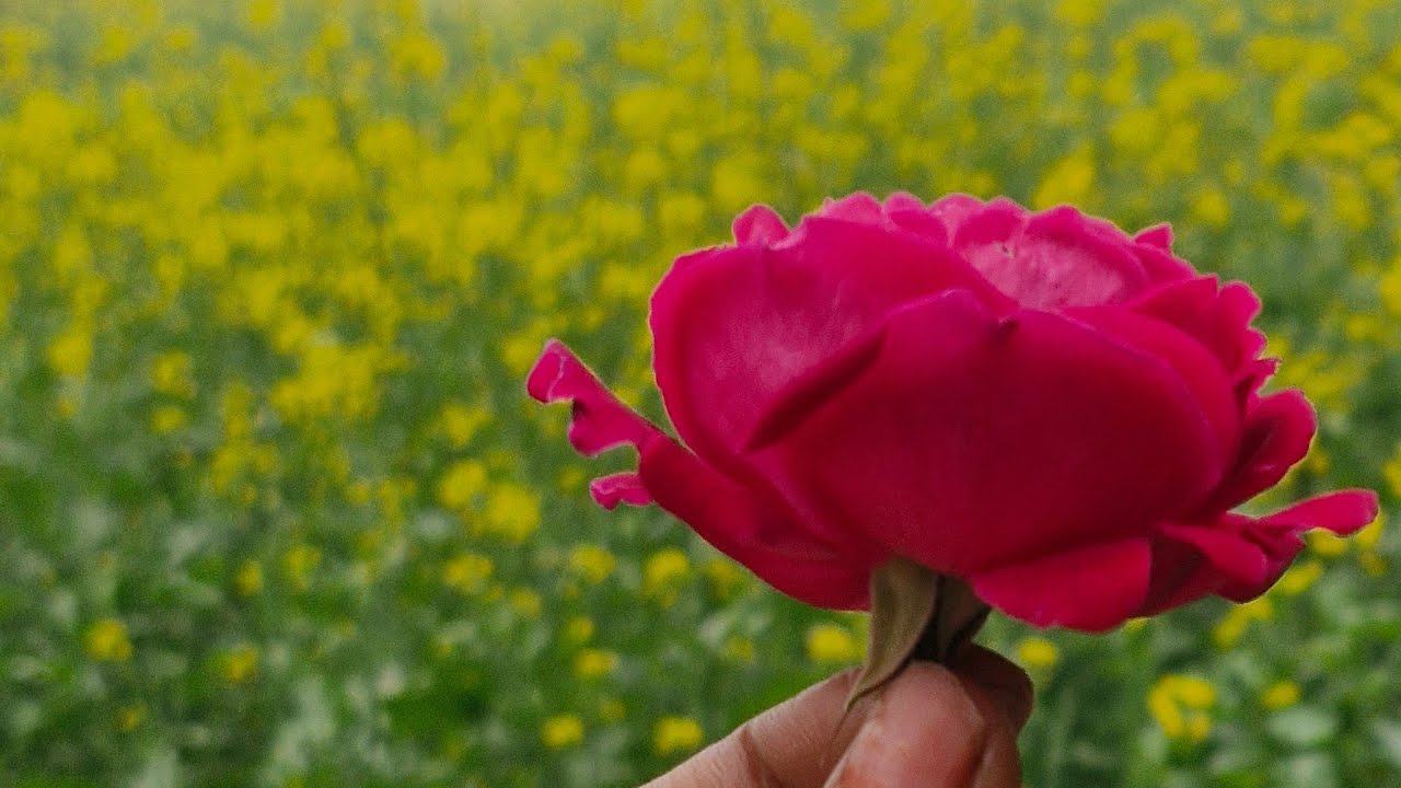 Suman Chauhan short video