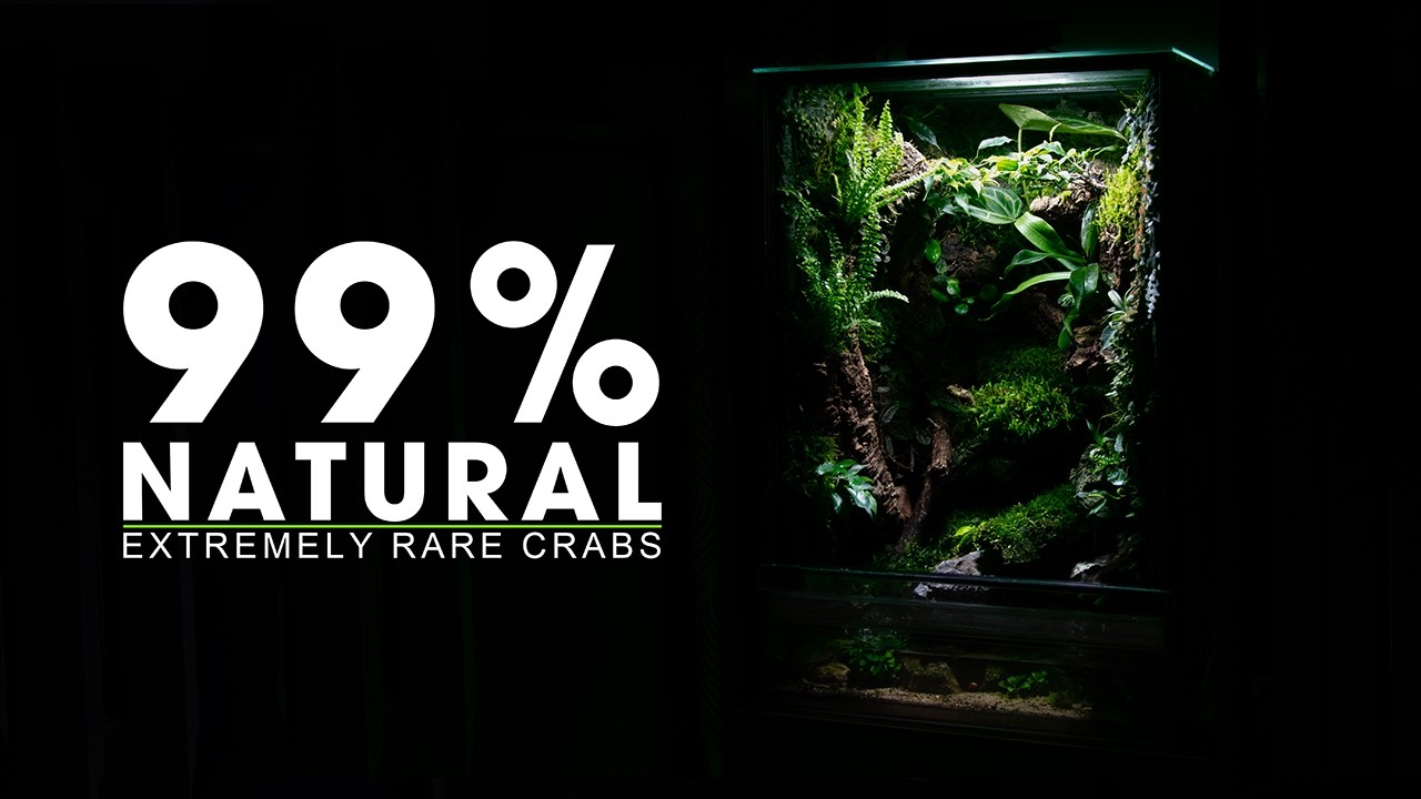 🦀 BUILDING A NO TECH RAINFOREST ECOSYSTEM FOR VAMPIRE CRABS