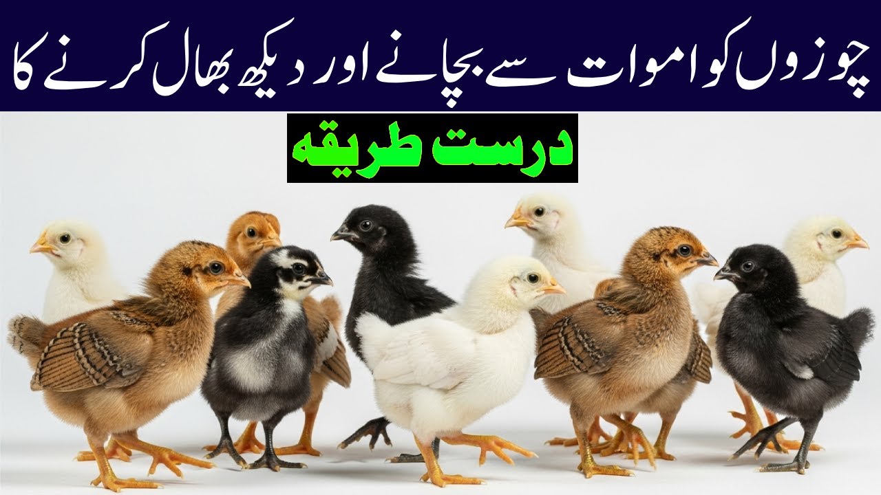 Raising Chicks Naturally for Healthful life, vaccine & Profit | The Secret of Healthy Farm Chicks