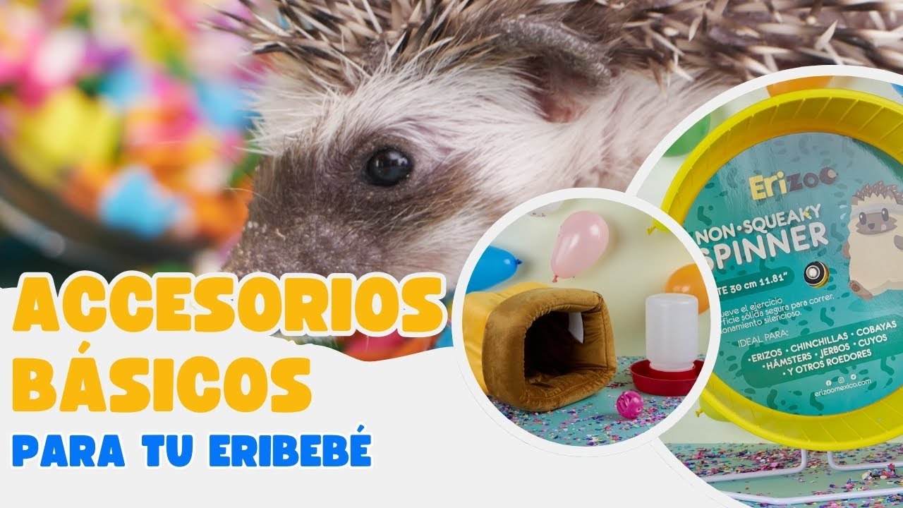 Accesorios básicos para tu eribebé| Erizoo México | Venta de Erizos  en México
